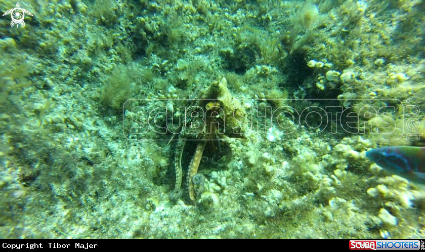 A Octopus