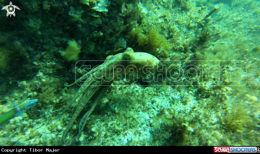 A Octopus