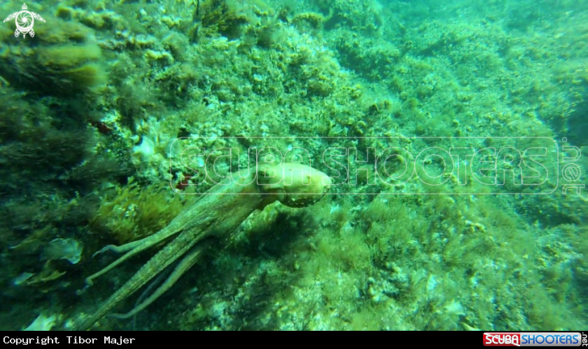 A Octopus