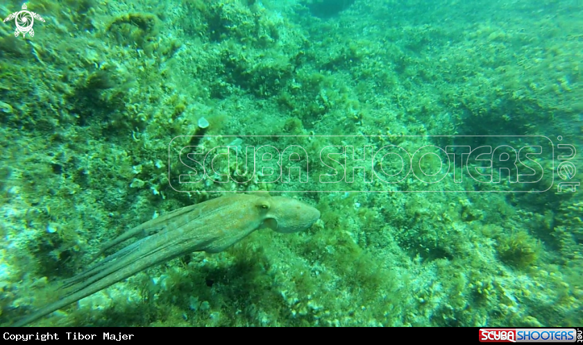 A Octopus