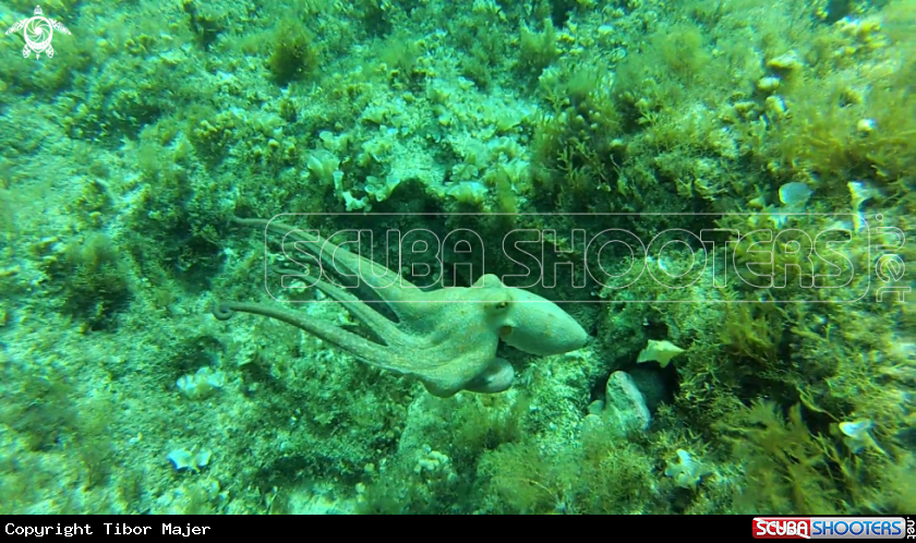 A Octopus