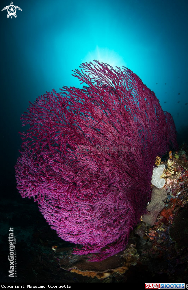 A purple gorgonia