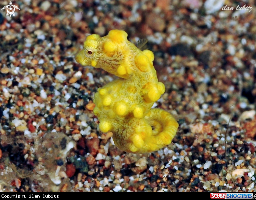 A pygmy seahorse