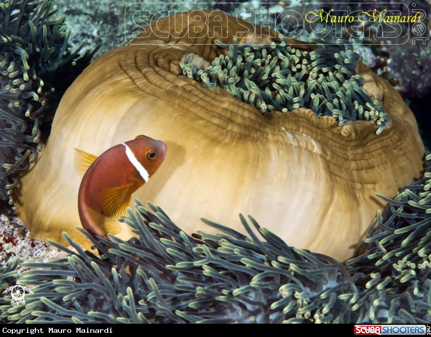 A Clown fish