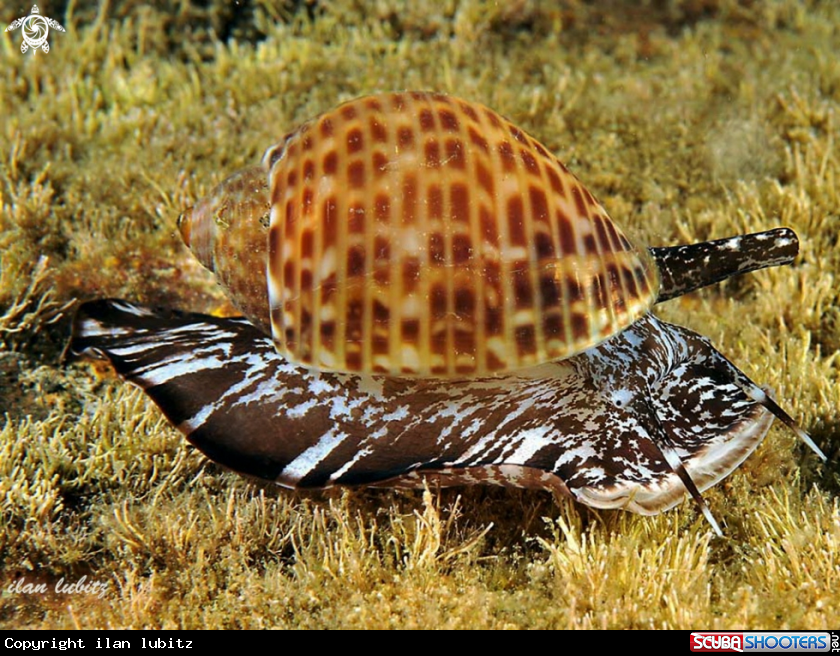 A sea snail