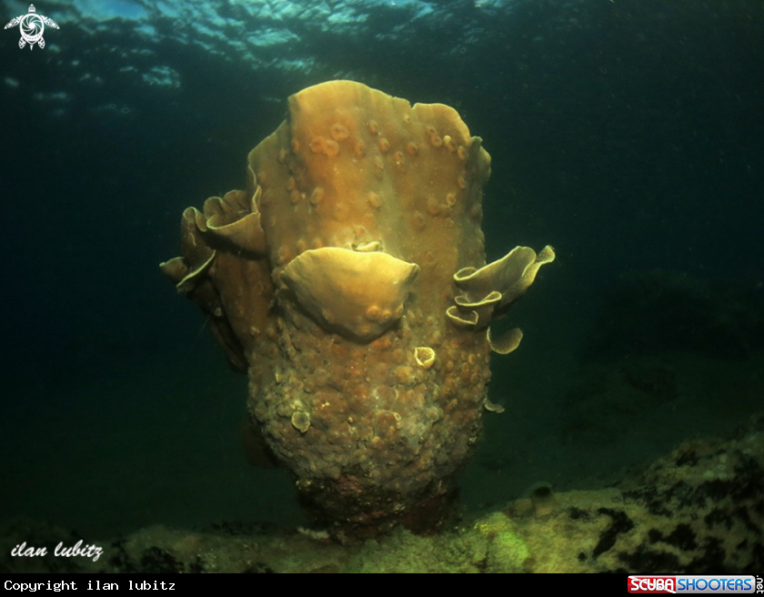 A sponge