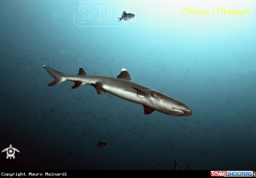 A Reef shark white tip