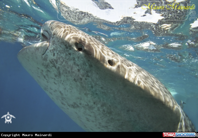 A Whale shark