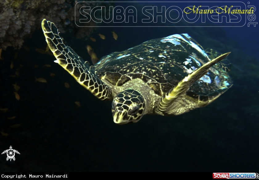 A Turtle erethmochelys