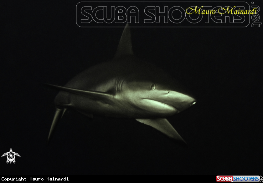 A Grey shark
