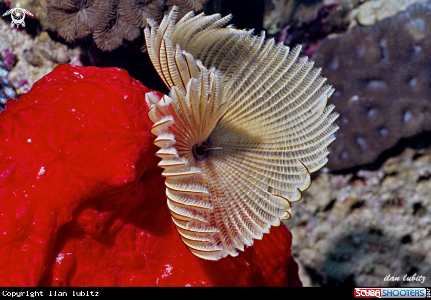 A sea worm