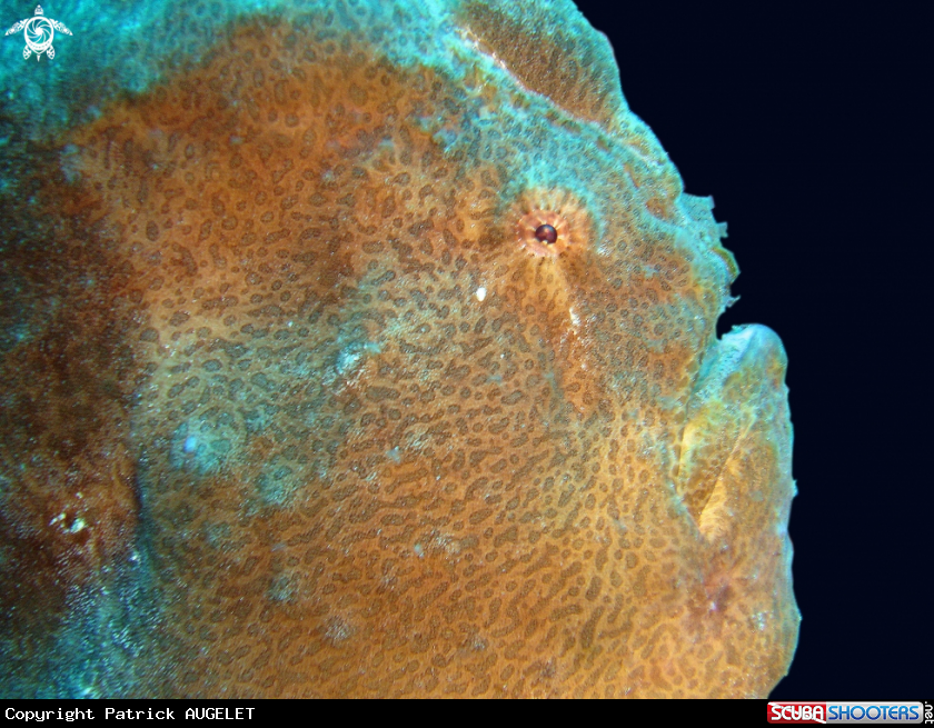A frog fish