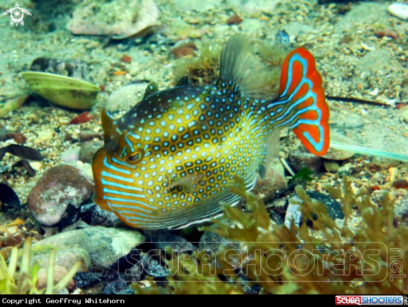 A Ornate Cowfish (male)