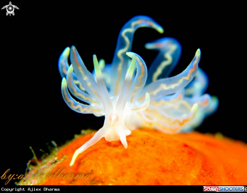 A phyllodesmium 