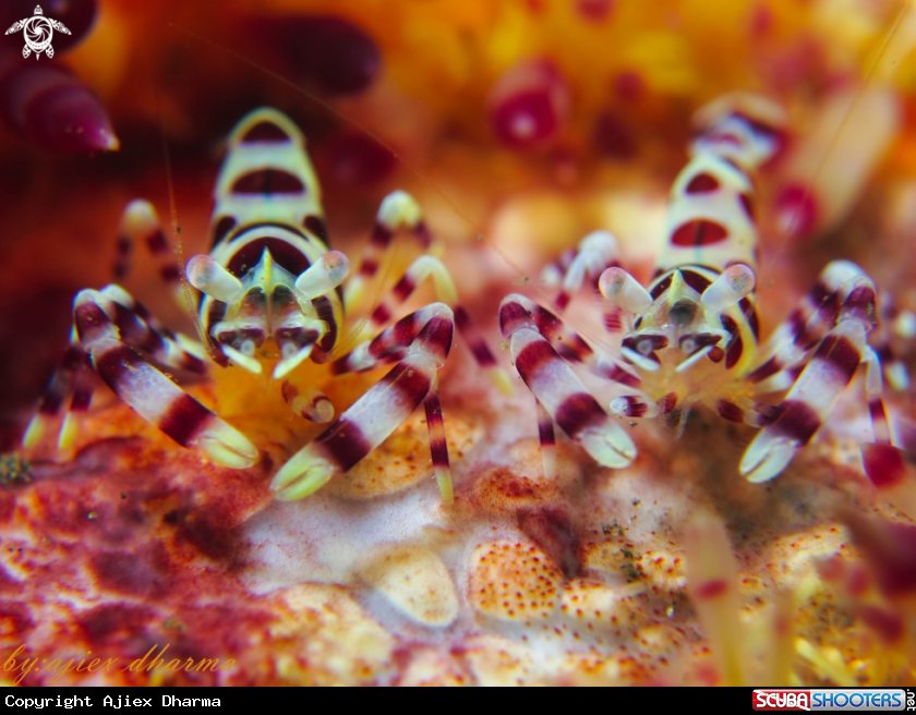 A coleman shrimp 