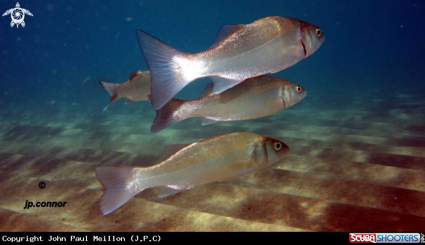 A Loup de Mer