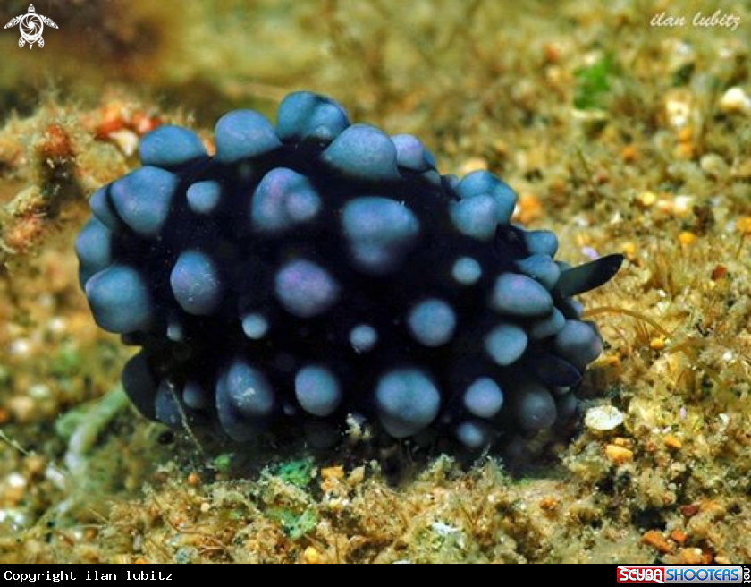 A nudibranch