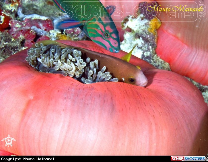 A Clown fish & Donzella