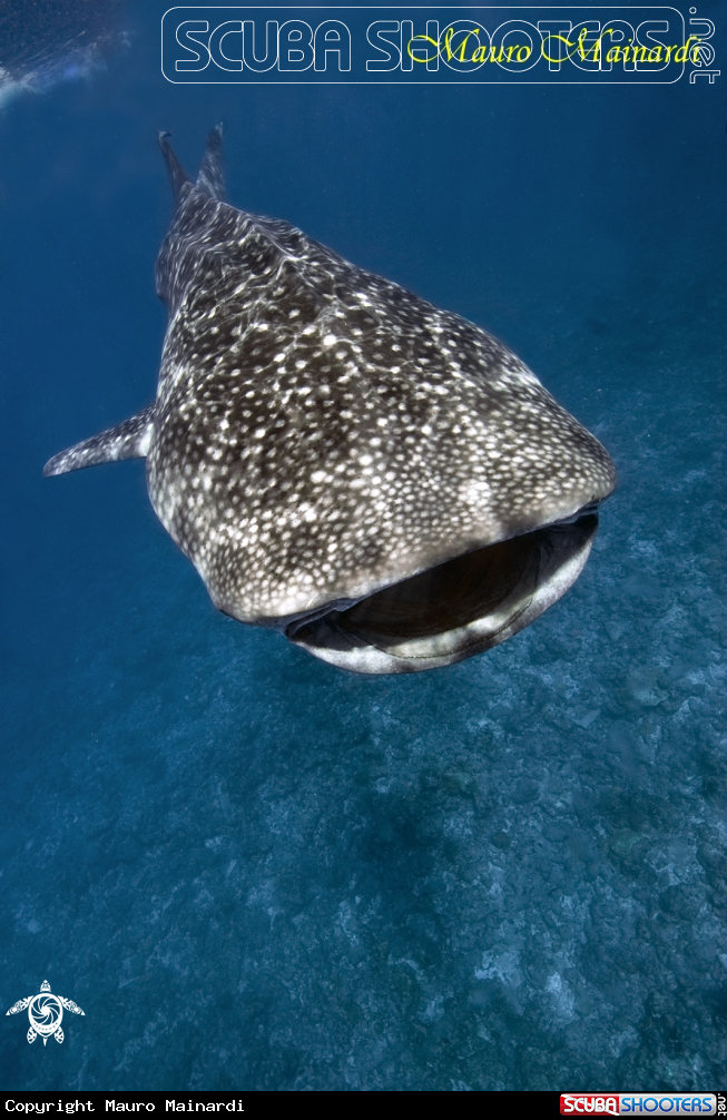 A Whale shark