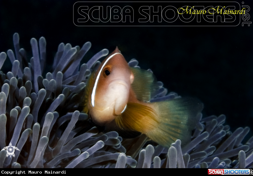 A Clown fish