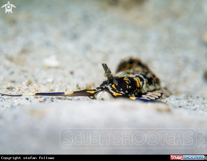 A Nudibranch