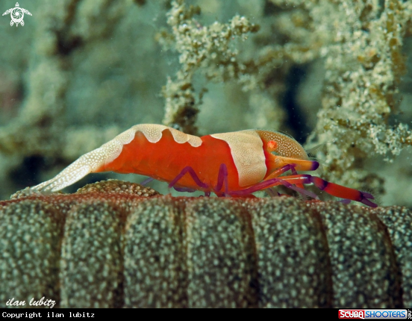 A shrimp