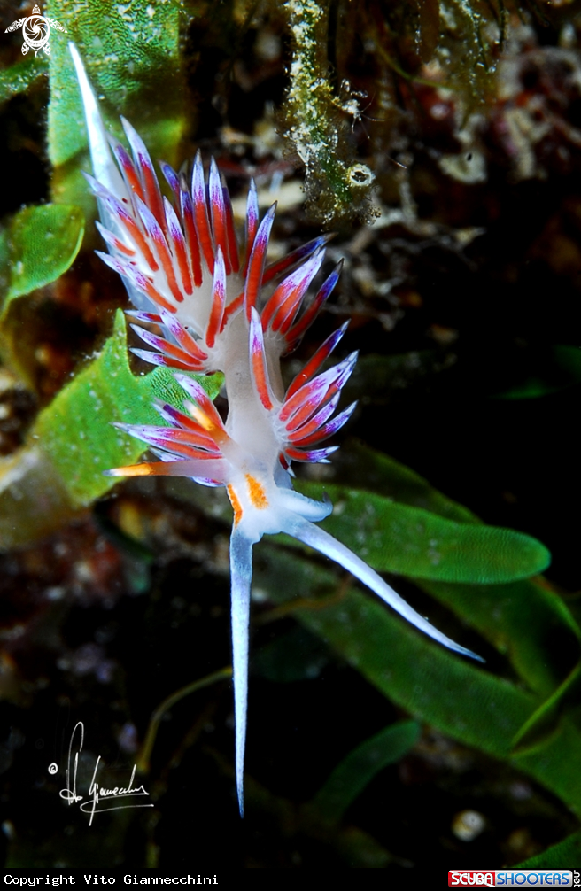 A Cratena
