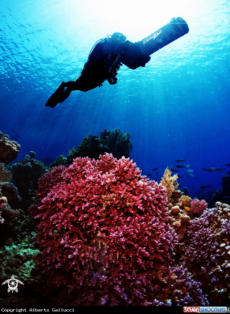 A underwater creature