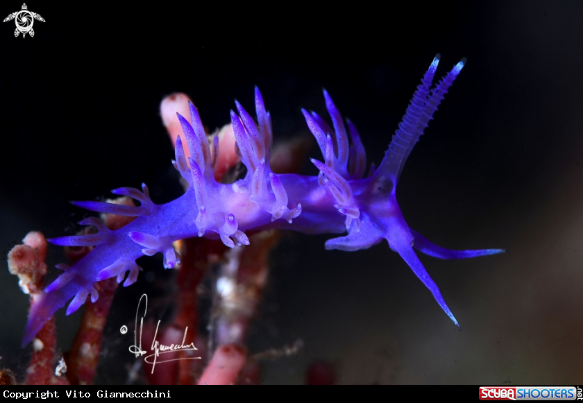 A Flabellina 