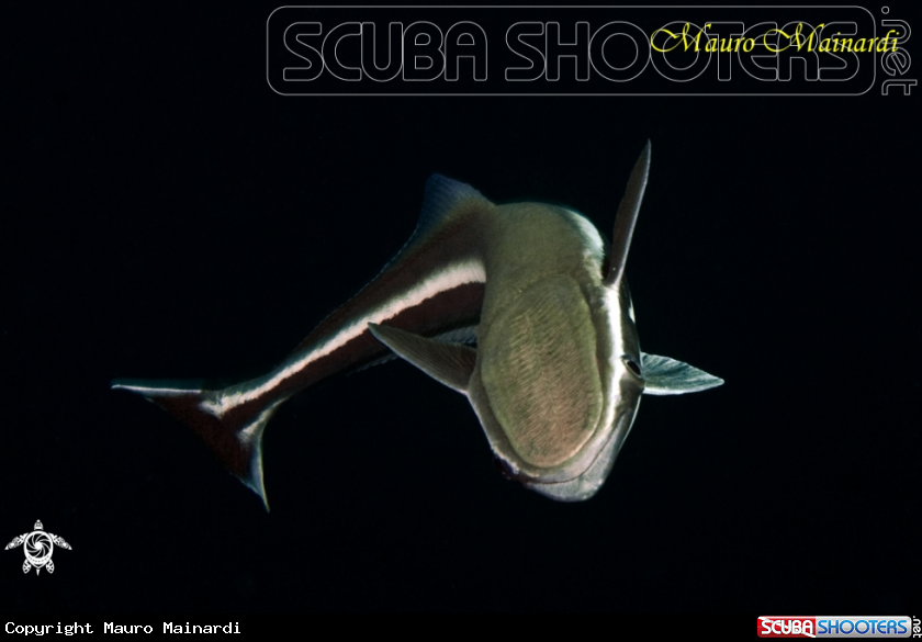 A Remora