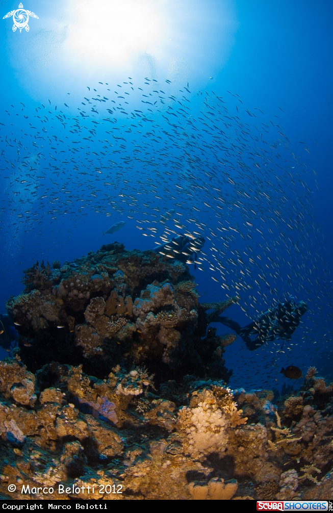 A sardine and jackfish