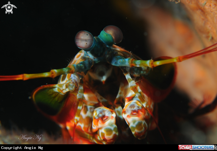 A Shrimp