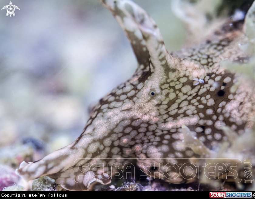 A Sea Hare