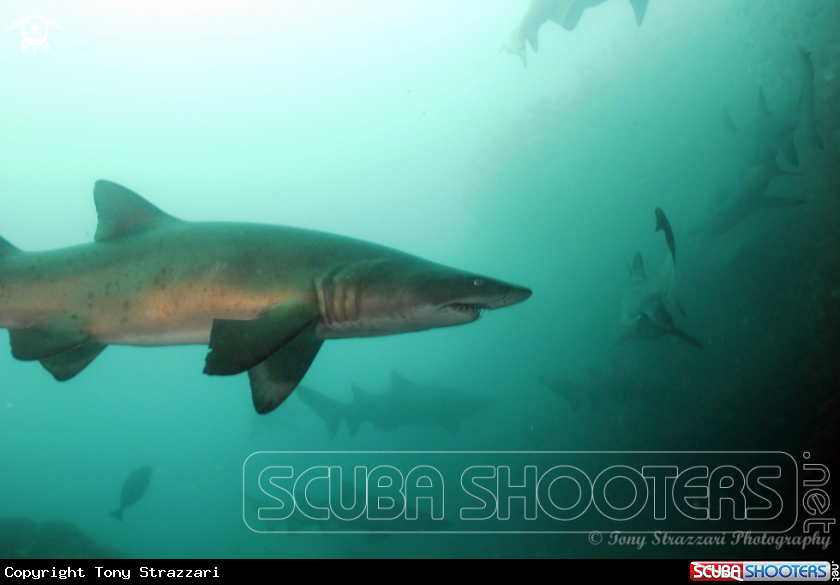 A Grey Nurse Shark (Sand Tiger, Ragged Tooth)