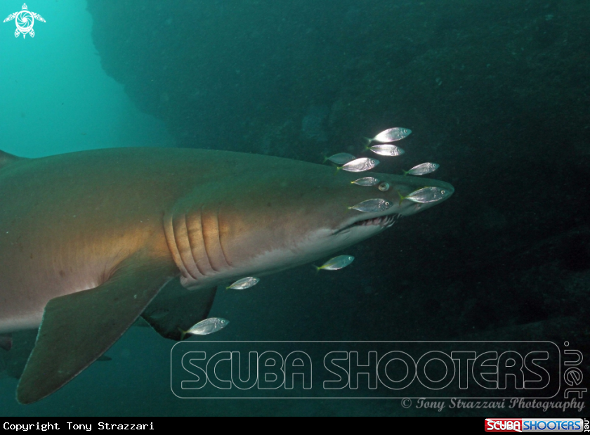 A Grey Nurse Shark (Sand Tiger, Ragged Tooth)