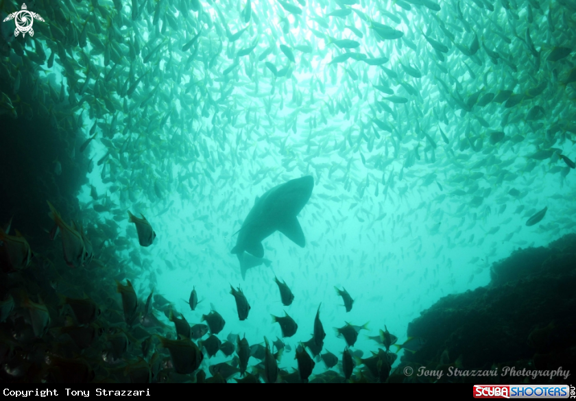 A Grey Nurse Shark (Sand Tiger, Ragged Tooth)