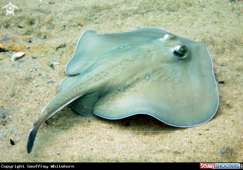 A Sparsely Spotted Stingaree