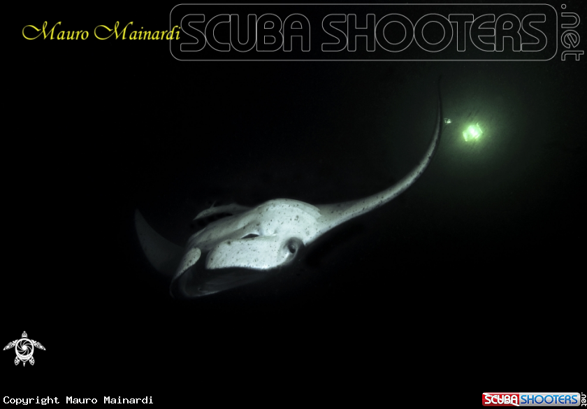 A Manta