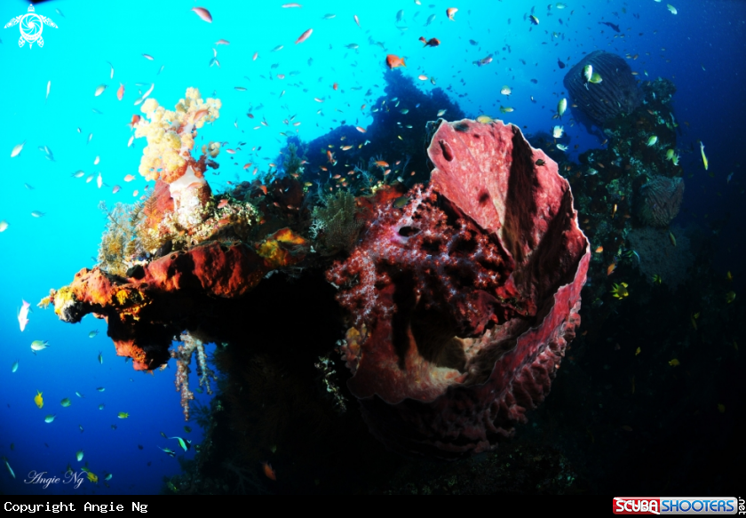 A Coral