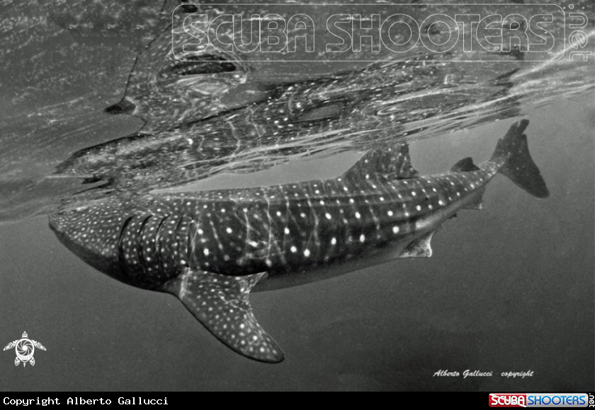 A Whale Shark