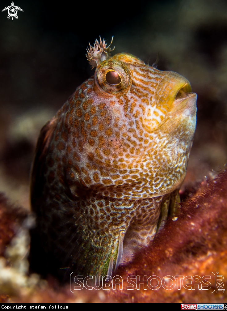 A Blenny