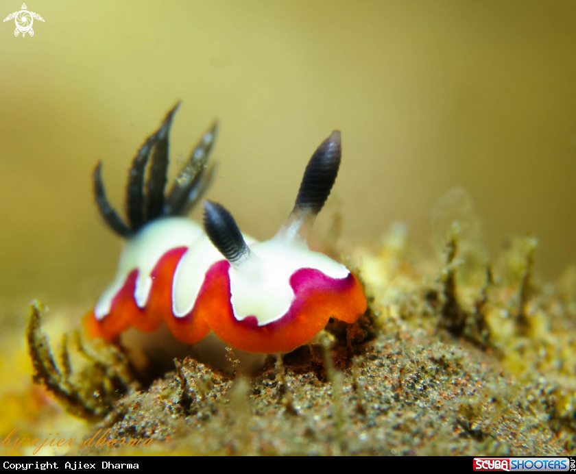 A goniobranchus fidelis 