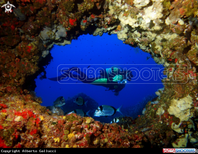 A underwater creature