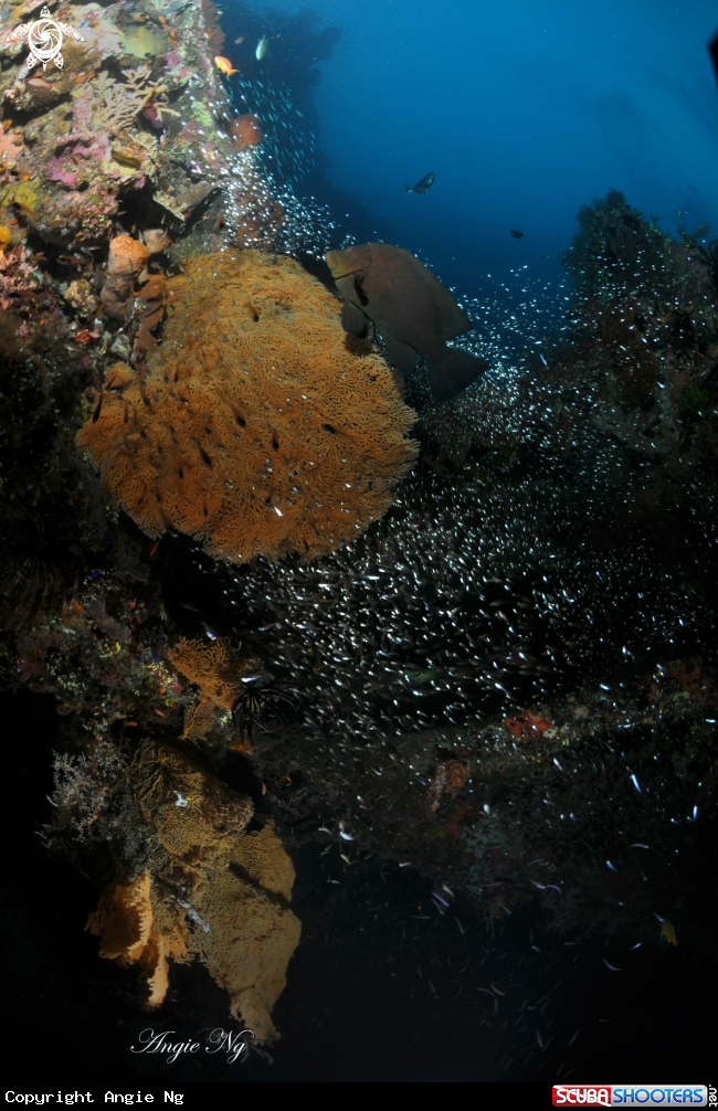 A Coral