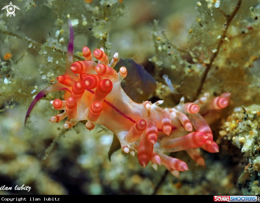 A nudibranch
