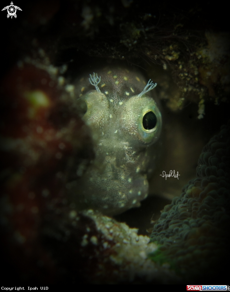 A Blenny