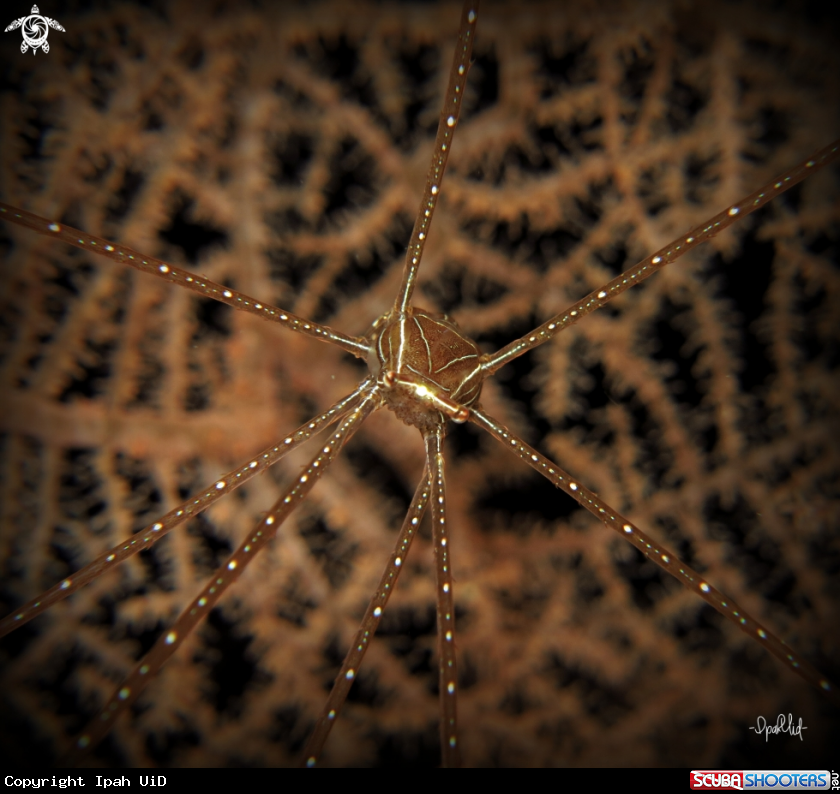 A Soft coral Crab