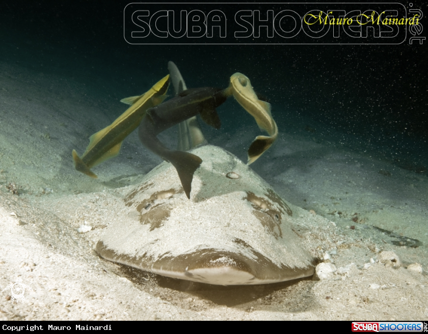 A Giant guitarfish & remore