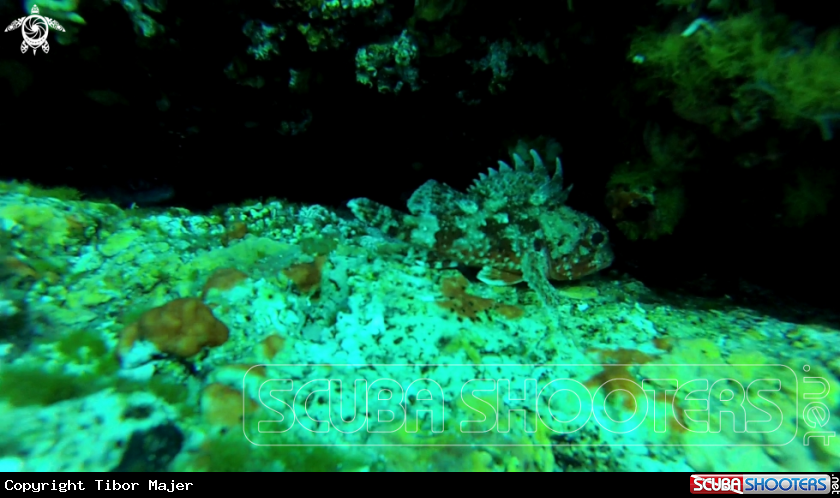 A Scorpionfish (?)