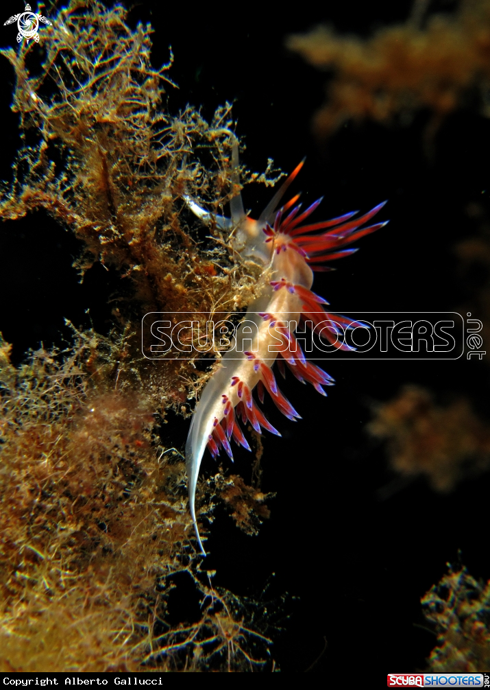 A underwater creature